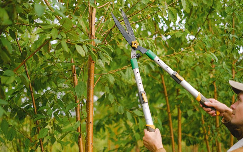 Tree trimming in Chickasaw, OH