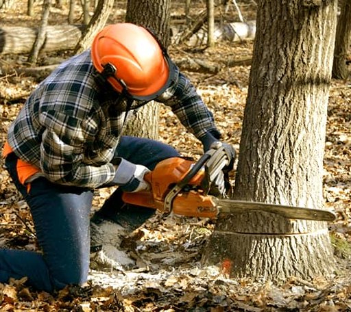Tree Removal in Chickasaw, OH